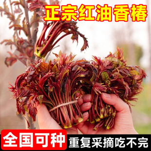 ���ڼt���㴻���m���ڰ����㴺�������ԷNֲ�߲���3����Դ�^ֱ�l