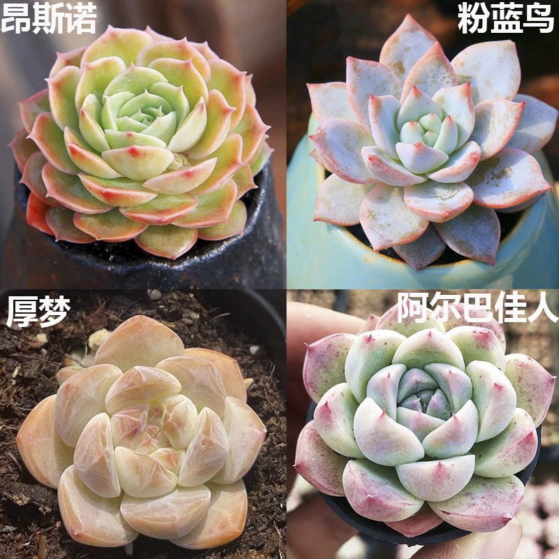 온시노 + 핑크블루버드 + 두꺼운꿈 + 알바뷰티 3-5cm (플라스틱 화분으로 배송이 용이합니다)