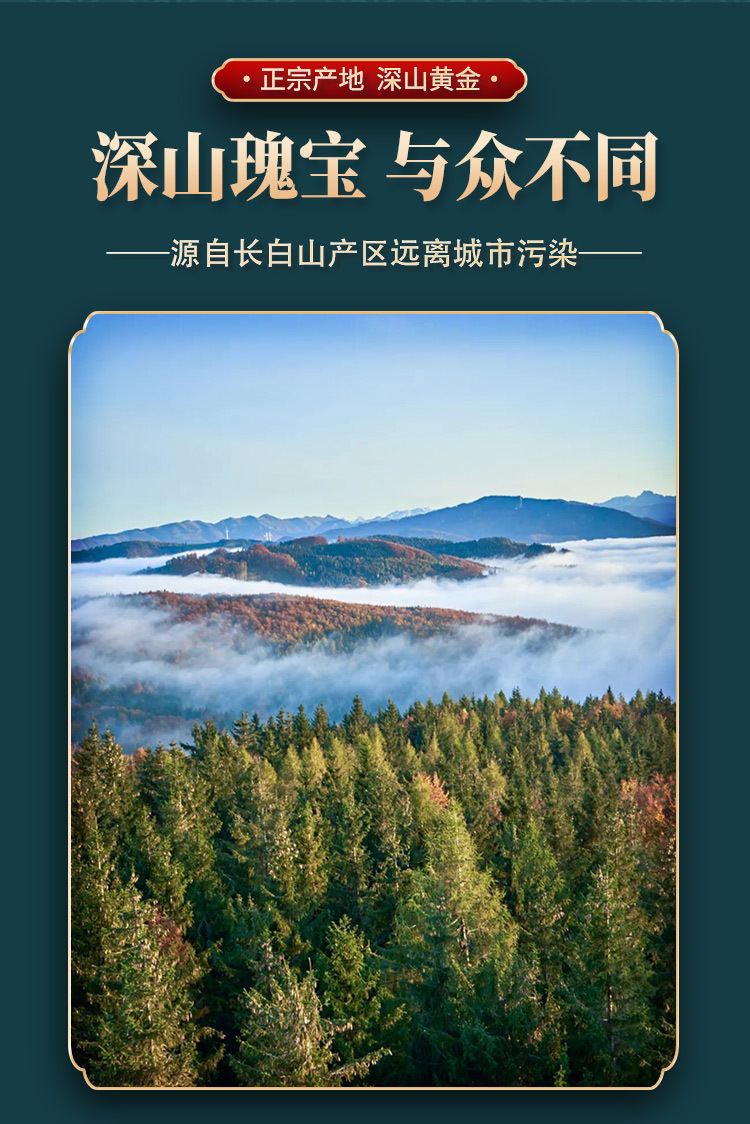 Wild Changbai Mountain Sang Huang Mushroom Slices Traditional Chinese Herbal Decoction Ingredient quality and texture