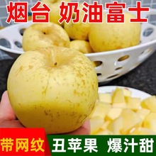 【烟台奶油富士】栖霞黄金丑苹果新鲜采摘脆甜产地直发冰糖心瑕疵