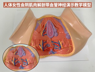 Female perineum model perineum anatomy model gynecological anatomy model female reproductive organ anatomy model
