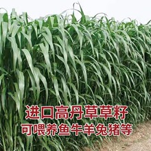 养殖四季大力士牛羊猪种籽鱼王草牧草种子甜兔草美国再生高丹高粱