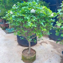 独杆栀子花苗绿植大叶牡丹栀子花盆栽浓香型客厅阳台庭院四季开花