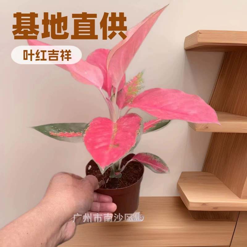Внутренний офисный стол, зеленое растение, толстая рельефная трава, китайский красный 110 # Популярное в интернете красное растение в горшке с листьями всегда красного цвета в любое время года.