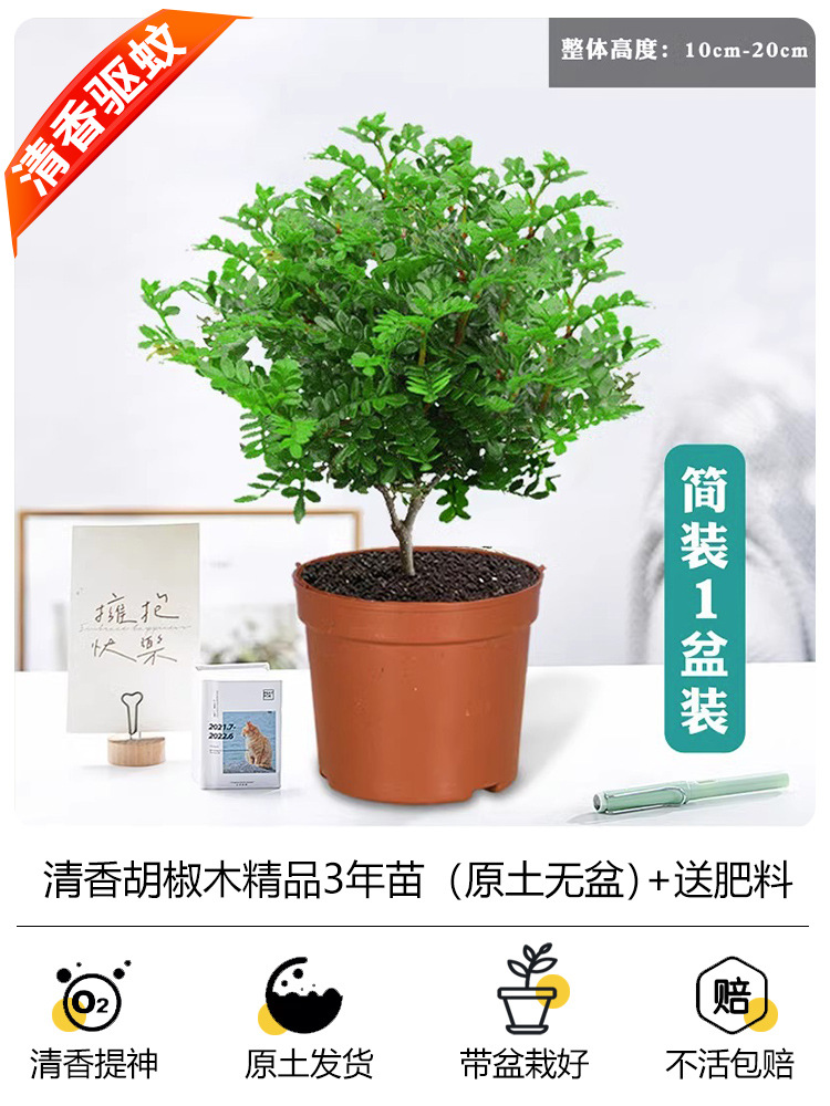 가성비 좋은 3년근 모기향(화분없는 원토) + 무료비료