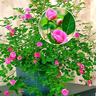 �ձ���΢�¼������ļ��_��������΢��õ��Gֲ�҃��̨С���Ժ��B