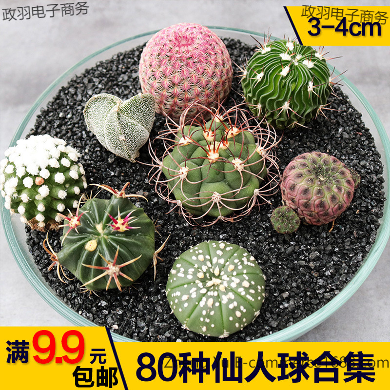 开花实生仙人球组合盆栽绯花玉鸾风玉套餐室内桌面防辐射玉翁栽好