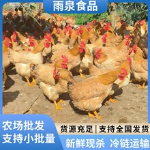 广西黄油鸡农家散养黄油老母鸡活鸡新鲜现杀冷链运输整只现货批发