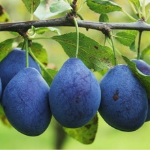   ַQ“Wع”ˮ Ә Ә箔Y