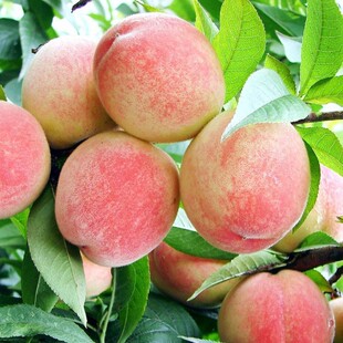 ������޽��Ҙ���ˮ���Ҙ����\���S���箔��Y��ӳ˪�t���Ҙ���