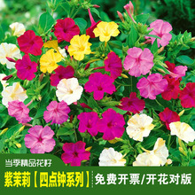 紫茉莉种子草茉莉地雷花籽阳台庭院盆栽四季播易种花卉胭脂花种子