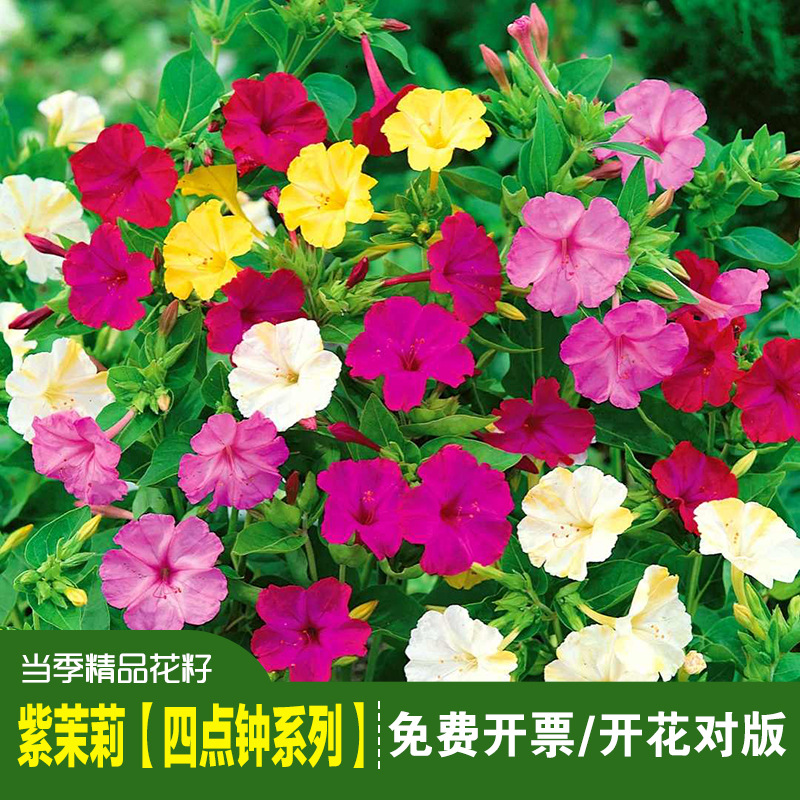 紫茉莉种子草茉莉地雷花籽阳台庭院盆栽四季播易种花卉胭脂花种子
