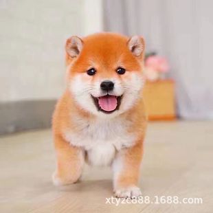 ��Ȯ��Ȯ���N�ձ���Ȯ�������ɫ�S��ɫ���BС��Ȯ���̻��w���l