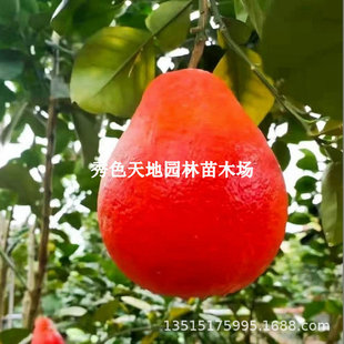 �t�����Ә������̩�����_�t�����ֹ�������Ϸ������Nֲ����Y��
