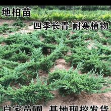 地柏苗爬地柏苗沙地柏苗正宗盆景素材苗耐寒苗工程河堤山坡绿化苗