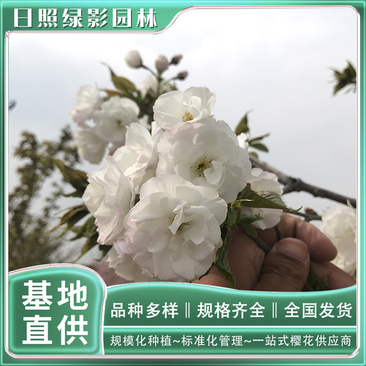 17013256230045651091_BURST004 