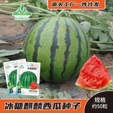 冰糖麒麟西瓜种子懒汉8424京欣西瓜籽早熟麒麟瓜种籽春夏季水果种
