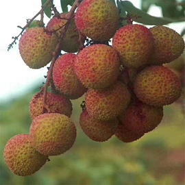 乔木;灌木;园林果树