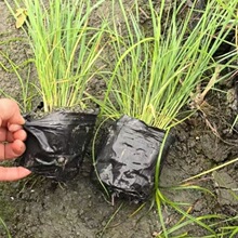 ���۸��NҎ��ˮ��ֲ��  ���۲� ��ؾG��