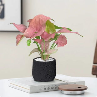 �t�ۼ��˺Ϲ�����������Gֲ�k���������҃Ⱥ��Bֲ���^�~��ꎺ��B