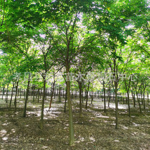 變色樹種櫸樹光葉櫸紅櫸櫸樹苗 8-18公分櫸樹園林綠化喬木變色樹