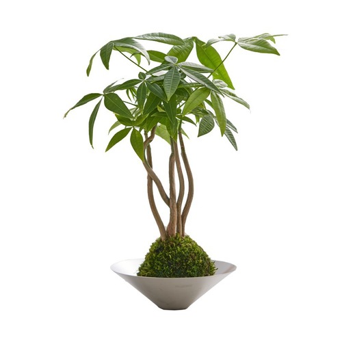 不锈钢碗绿植北欧风简约水培发财树客厅净化空气室内盆栽植物办公