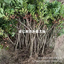 ش÷޽|ɾӺ̿ˮϱļNֲ