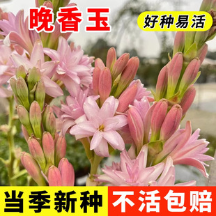 ������N���ذ���������ѿ�������������л�ͥԺ�̨��������