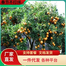 һ�����l���Ә���ɳ�ǽۘ�����������Ϸ������Nֲ�̽۹�������