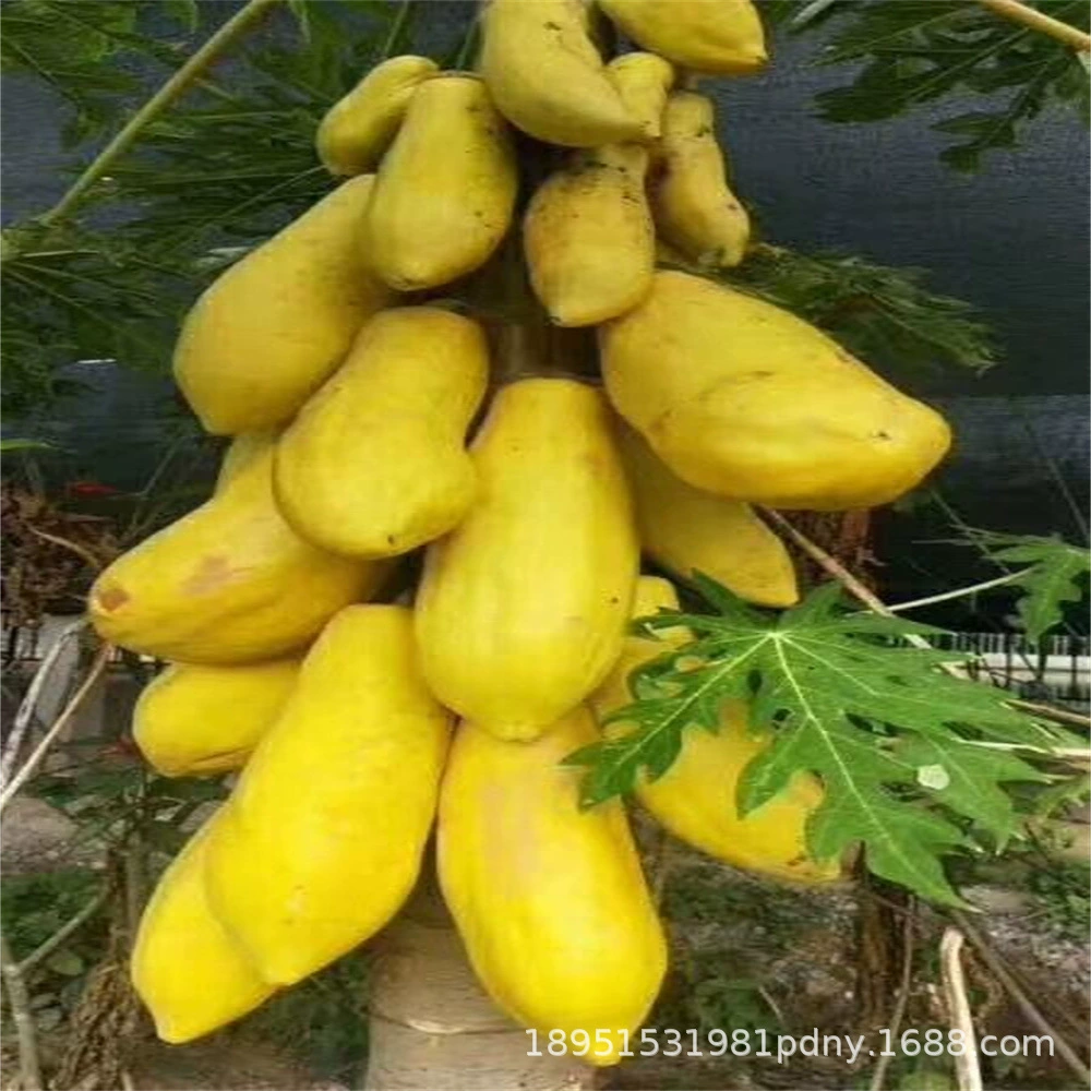 Пан Папайя Карлик Каменный сахар Папайя Саженец Красное сердце Сладкие Четыре сезона Посадка Балкон Горшок Фрукты Рассада