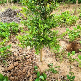 ���U�S������҃���ͥԺ�ͺ�ֲ�������辰С�~�����S���ز��S��ľ