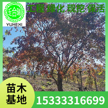 五角枫 丛生五角枫 异形五角枫 五角枫球 东北耐寒 彩叶绿化树