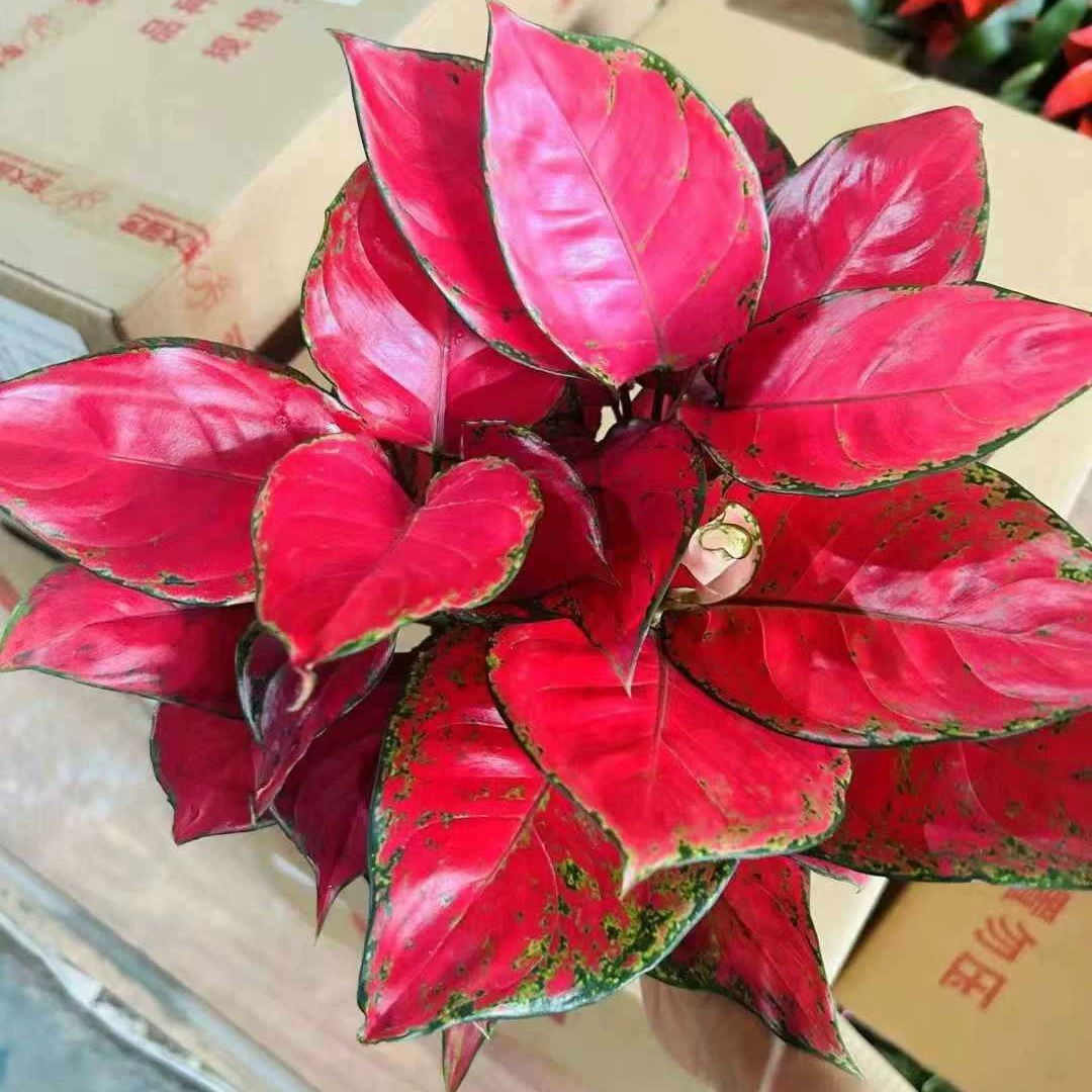 Красные цветы королевы Руйи маленькие горшечные растения