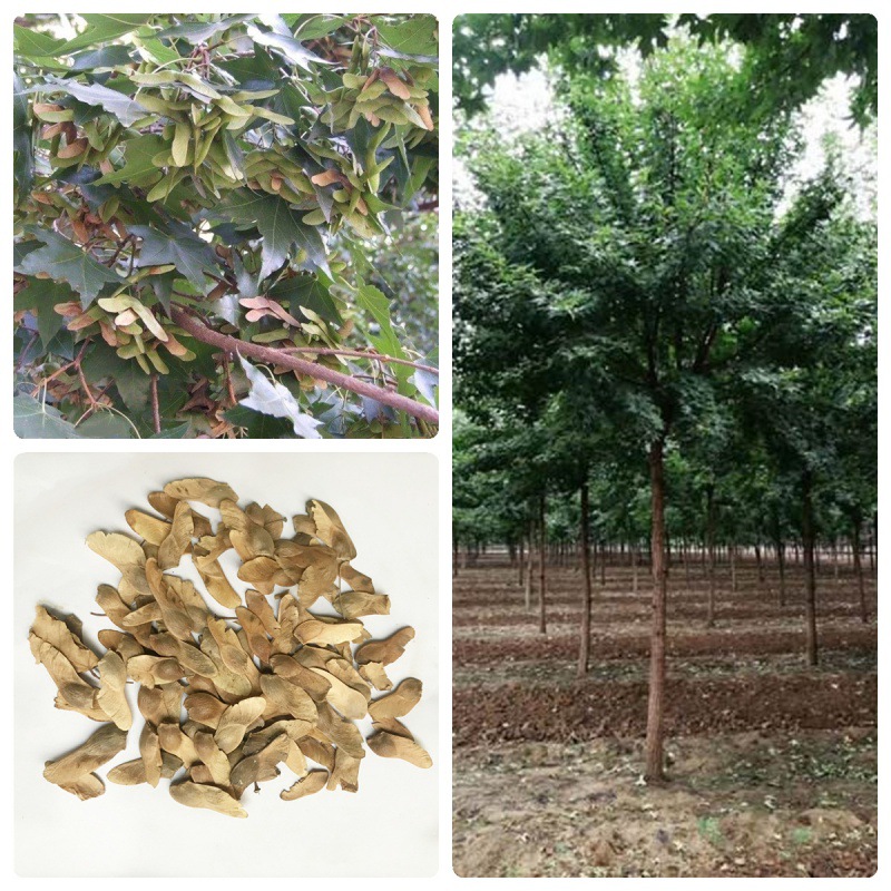 新采林木种子五角枫种子红枫树种籽观叶风景树绿化种植物四季耐寒