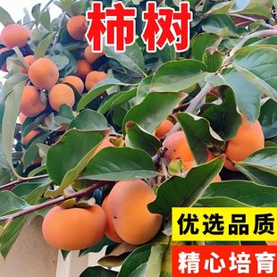 ����N�Ӿ��w�ӷN�Ӻ�����ܛ���N�Ѽ޽����Ә���Ҙ���ľ��Ұ����