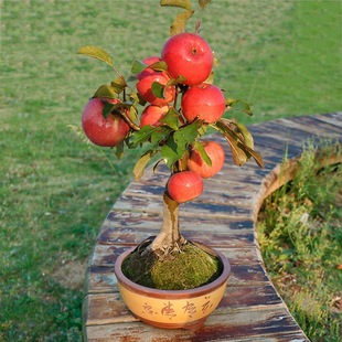 �����O�������Ե��Ԏ����޽��ϱ����Nֲ����辰�䘶�箔��Y����