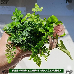 ΢���^ֲ������̦�\�W�y����diyˮꑸ��쾰ާ����B�׾Gֲ���l