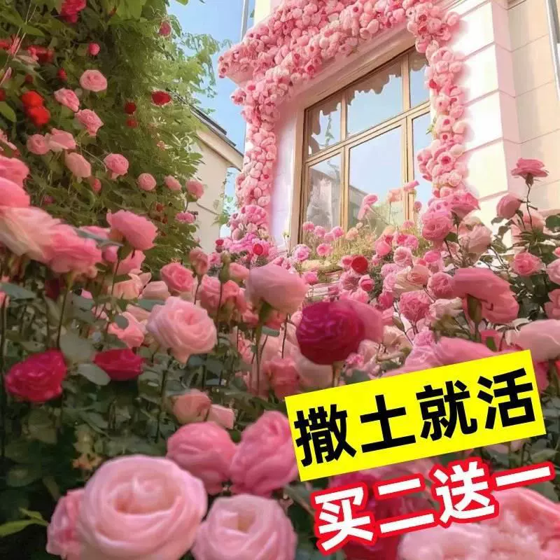 Розы цветут семенами четыре сезона цветут цветы в горшках