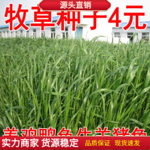 冬牧70黑麦草种子耐牧草猪牛羊兔鸡鹅鱼草籽寒绿肥草本耐寒牧草