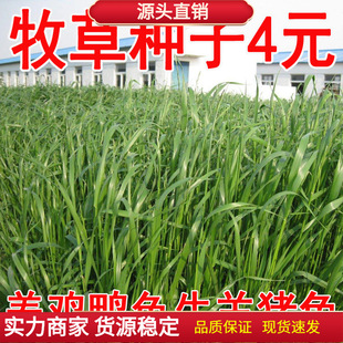 Winter Pasture 70 Rye Grass Seeds, Cold-Resistant Forage for Pigs, Cattle, Sheep, Rabbits, Chickens, Geese, and Fish; Cold-Resistant Green Grass Seeds