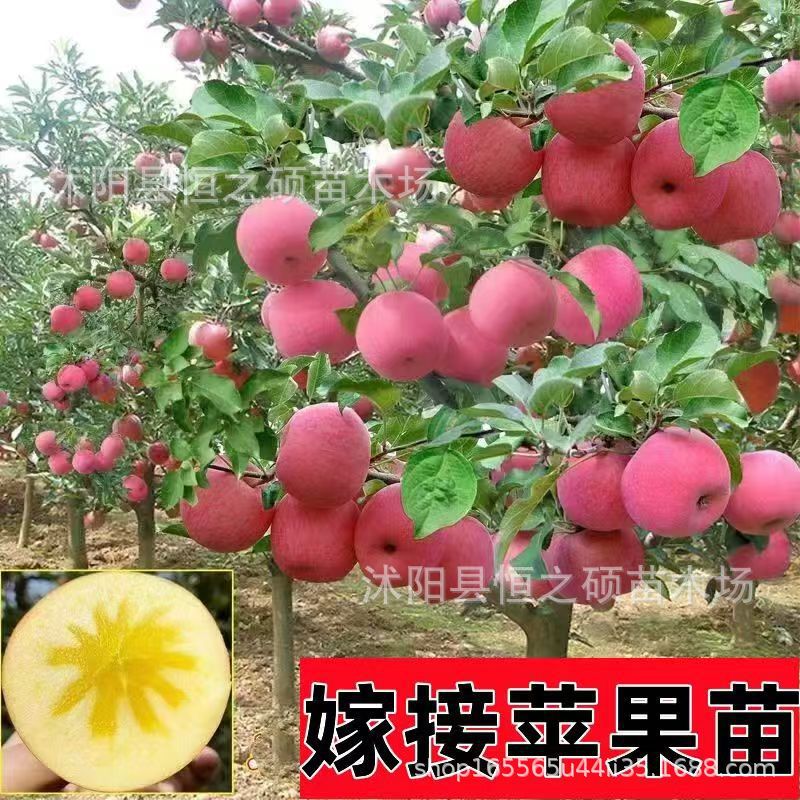 苹果树苗嫁接南方北方种植盆栽地栽冰糖心苹果苗矮化果树当年结果