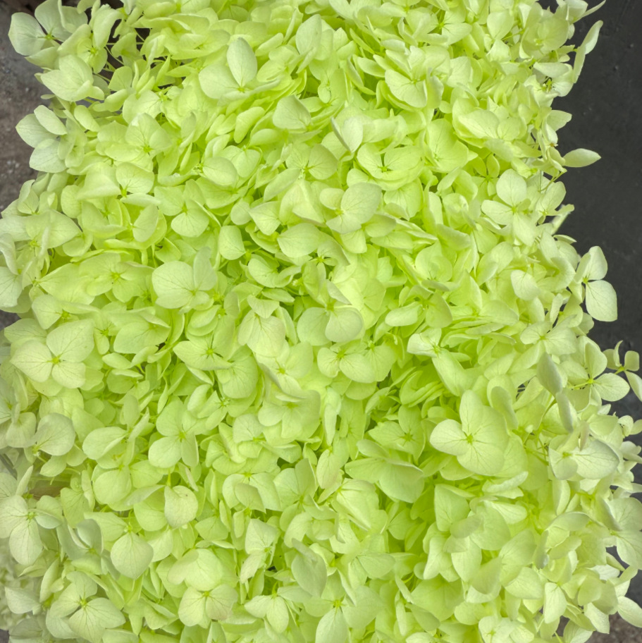 Flor eterna Hortensia Anna pequeña hoja flor seca flor real árbol de Navidad ventilador hecho a mano ramo DIY material paquete flor