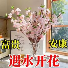 网红干枝珍珠李遇水开花鲜枝水培鲜花植物室内好养梅花水养耐寒热