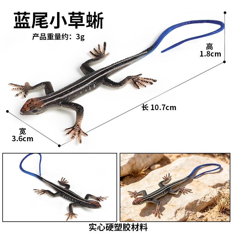 M-2967 azul cola hierba lagarto (pequeño)