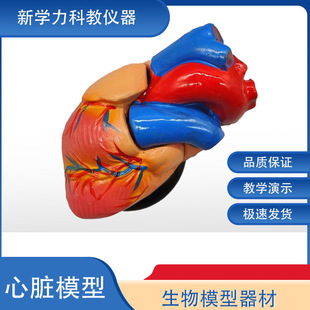 Heart Anatomy Model Medical Teaching Detachable Model Artificial Heart Model Cardiology Heart Model