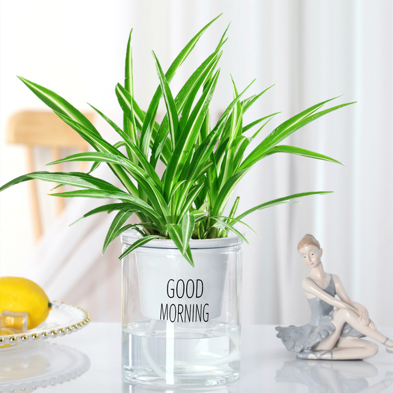 엽록소【좋은 아침 분지】+영양액