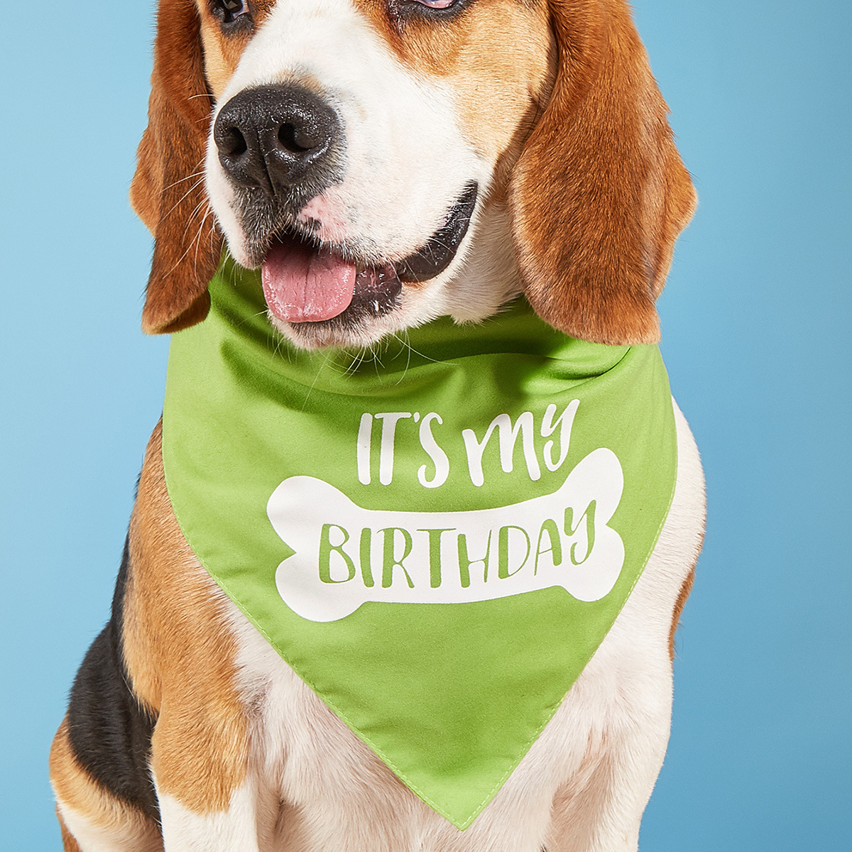 Tanpopo transfronterizo perro cumpleaños triángulo cumpleaños toalla mascota cumpleaños saliva toalla mascota bufanda babero