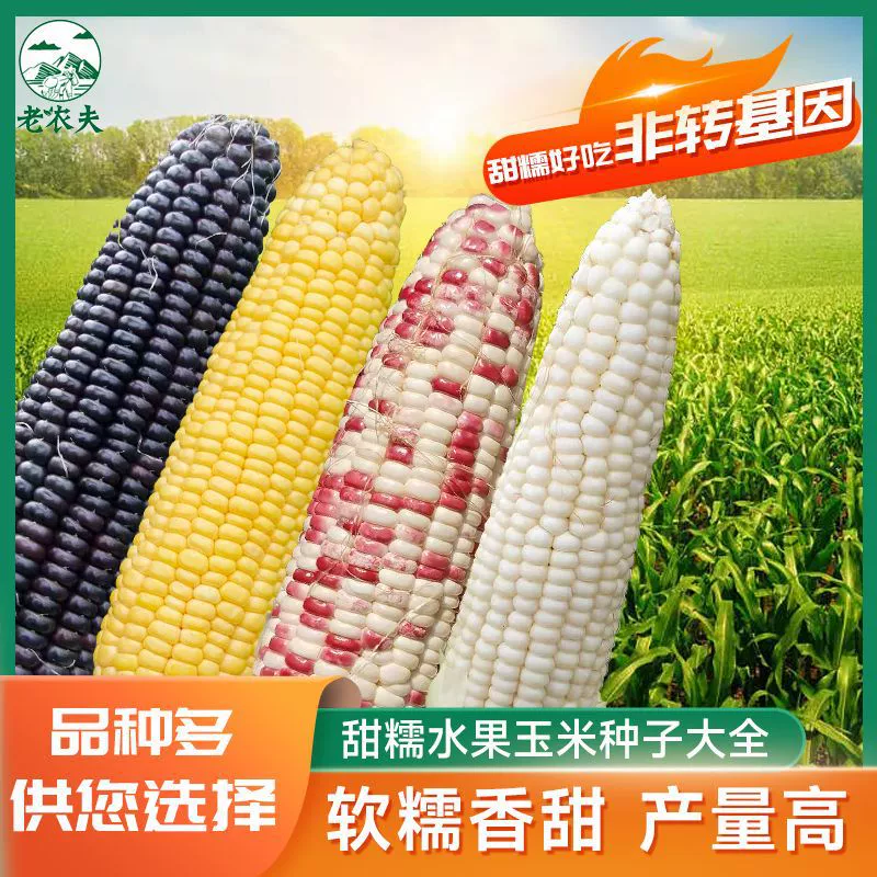 Полная коллекция семян сладкой клейкой кукурузы, двухцветных семян фруктовой кукурузы, белых ароматных клейких черных сладких клейких семян красочной сладкой клейкой кукурузы.