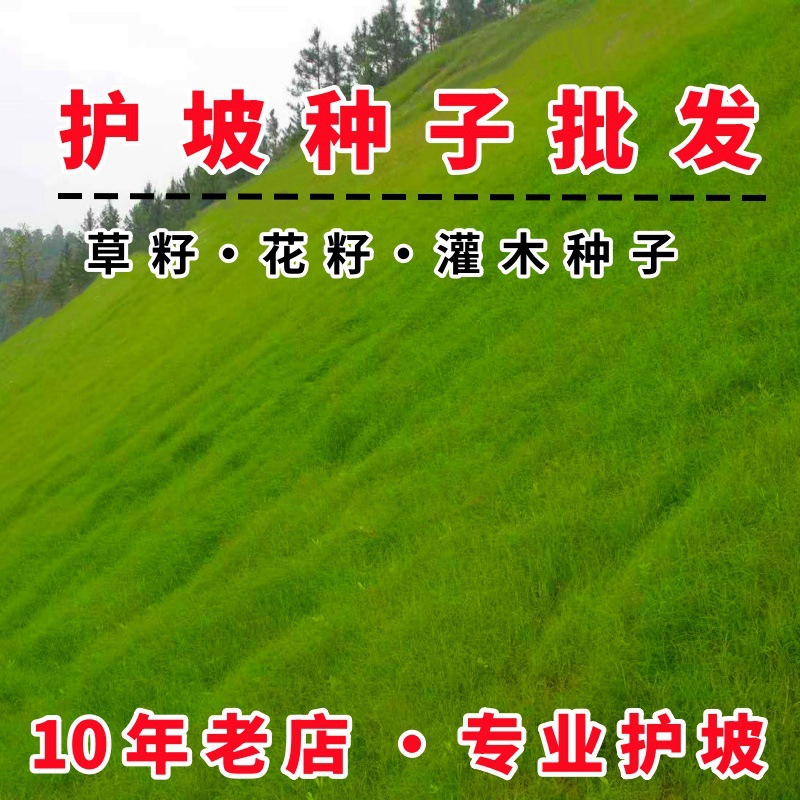 护坡草籽灌木种子紫穗槐多花木兰银合欢猪屎豆木豆黄花槐护坡种子