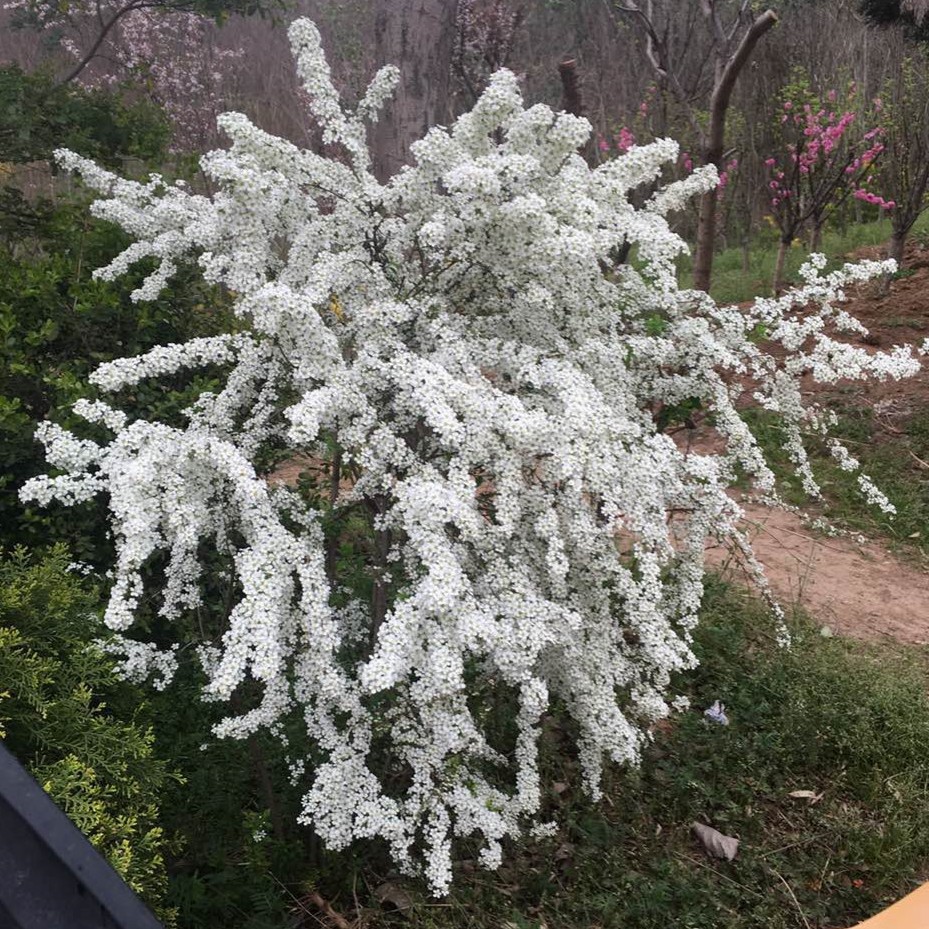 雪花苗盆栽花卉绿植珍珠梅绣线菊庭院大苗喷雪梅树苗耐寒雪柳植物
